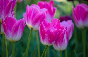 Tulips at Descanso Gardens