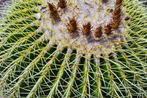 Barrel cactus