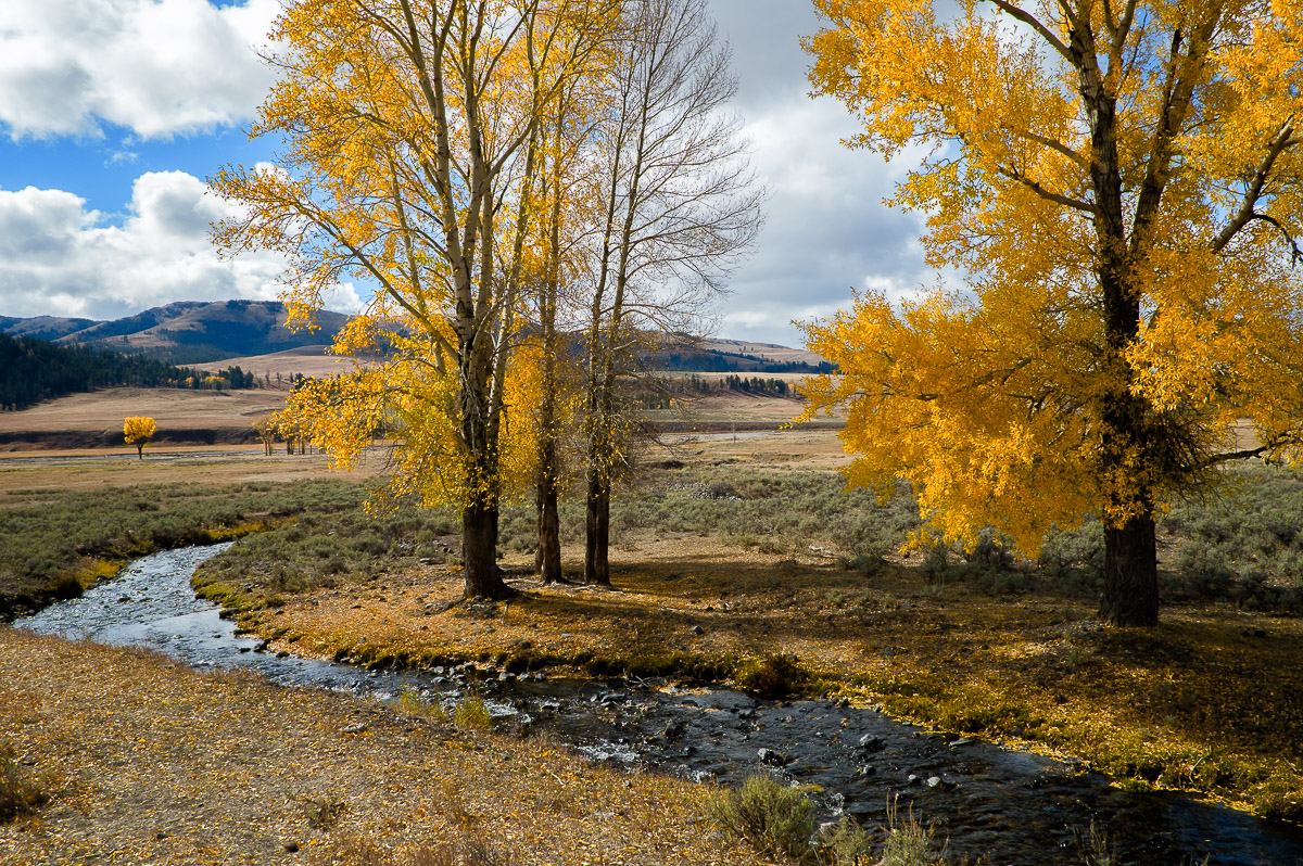 Yellowstone NP fall color